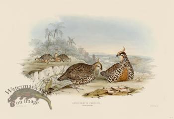 09 Crested partridge